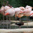 自动处理高效的ddos攻击